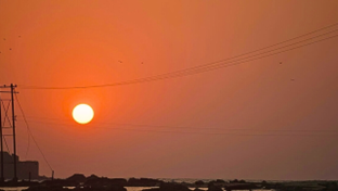 Humid heat exceeds human tolerance limits and causes mass mortality